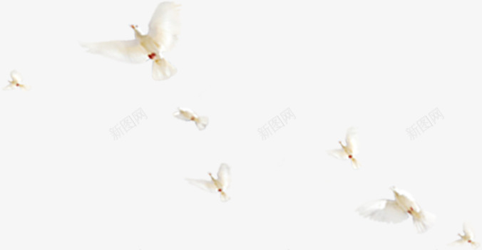 白色飞翔鸽子装饰png免抠素材_新图网 https://ixintu.com 白色 装饰 飞翔 鸽子