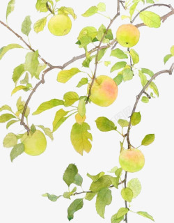 手绘苹果树果子熟了高清图片