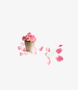 粉色玫瑰盆栽素材