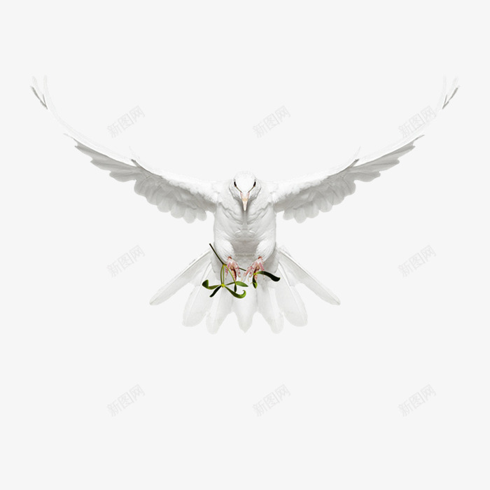 飞翔的白鸽png免抠素材_新图网 https://ixintu.com 白色和平鸽 羽毛动物 鸽子图案 鸽子飞素材
