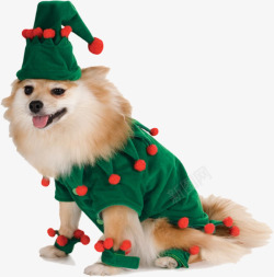 穿圣诞衣服的狗宠物小狗高清图片