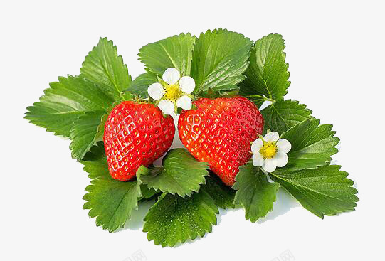 躺在绿叶上的草莓png免抠素材_新图网 https://ixintu.com 甜的 白花 绿叶 草莓 草莓叶 草莓花