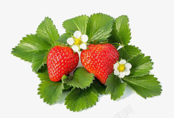 草莓叶躺在绿叶上的草莓高清图片