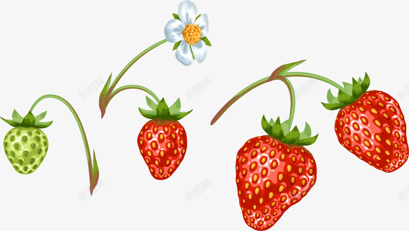 手绘花朵草莓图案png免抠素材_新图网 https://ixintu.com 图案 带花草莓 成熟的草莓 手绘 绿草莓 花朵 装饰