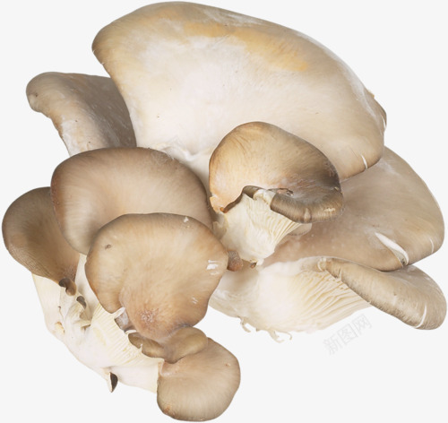 一堆蘑菇png免抠素材_新图网 https://ixintu.com 健康 蘑菇 食材 食物