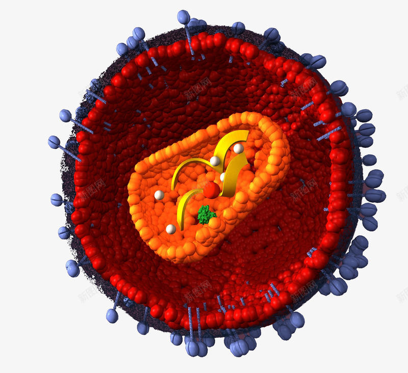 细菌病毒png免抠素材_新图网 https://ixintu.com 医疗 微生物 感染 病毒