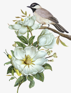 清代花鸟图案手绘花鸟装饰图案高清图片