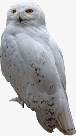 白色的猫头鹰白色猫头鹰高清图片