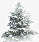 大雪覆盖大雪中的松树高清图片