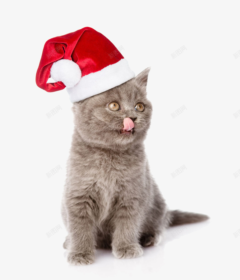 带圣诞帽的馋猫png免抠素材_新图网 https://ixintu.com 帽子 猫咪 红色 节日元素