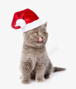 带圣诞帽的馋猫素材