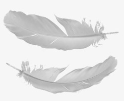 两根白色玉米两根飘落的羽毛高清图片