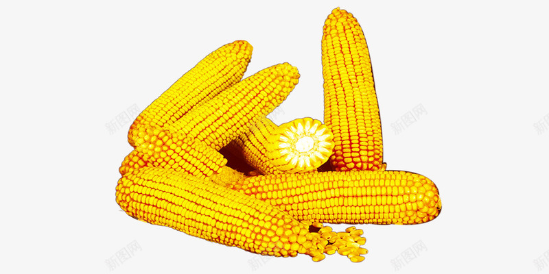 玉米一堆png免抠素材_新图网 https://ixintu.com 玉米 玉米棒子 秋收 苞米 金黄色