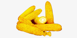 玉米秋收矢量图玉米一堆高清图片