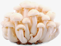 透明白玉新鲜的白玉菇实物图高清图片