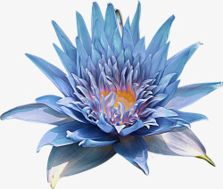 高冷蓝色菊花高清图片
