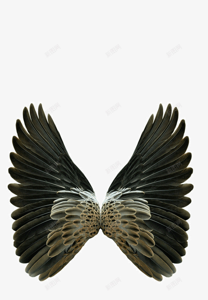飞翔的翅膀png免抠素材_新图网 https://ixintu.com 创意广告 唯美神圣 天使翅膀 太阳天使 绚丽唯美 羽毛 翅膀 翅膀样式