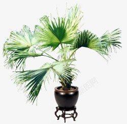 美丽的棕榈树盆栽素材