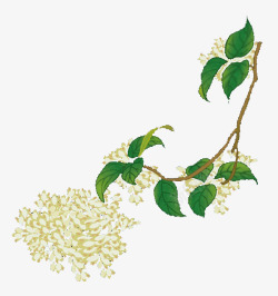 桂花枝干中国风白色桂花树高清图片