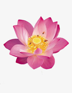粉色花蕾盛开的粉色荷花高清图片