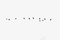 飞翔在空中黑色的乌鸦在空中飞翔高清图片