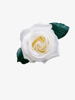 雪白花朵白色的花朵高清图片