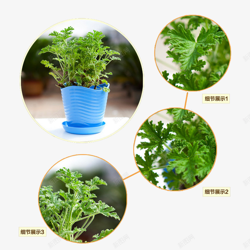 驱蚊草盆栽png免抠素材_新图网 https://ixintu.com 盆栽 种植 细节图 绿色植物 驱蚊草