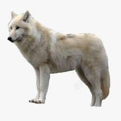 野狼雪狼孤狼动物素材