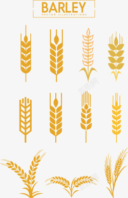 彩绘小麦矢量图素材