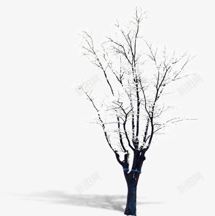 白雪压顶的树png免抠素材_新图网 https://ixintu.com 枯树 树木 植物 白雪 花草 雪天