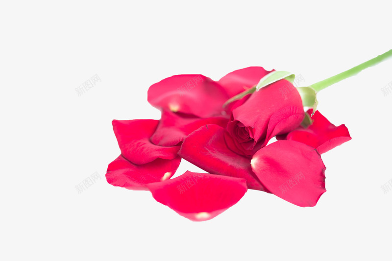 一堆红色玫瑰花瓣png免抠素材_新图网 https://ixintu.com 唯美 地上的花瓣 散落 植物 玫瑰花 玫瑰花瓣 花卉 花瓣 落地的花瓣 落花