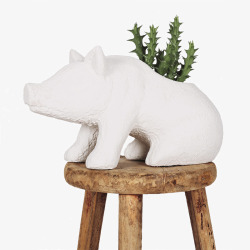 凳子上的小猪盆栽素材