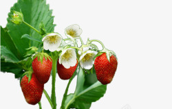开花的草莓树素材