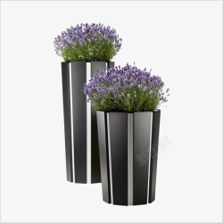 绿叶紫花植物喷子素材