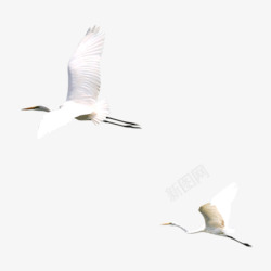 动物迁徙白色起飞仙鹤元素高清图片