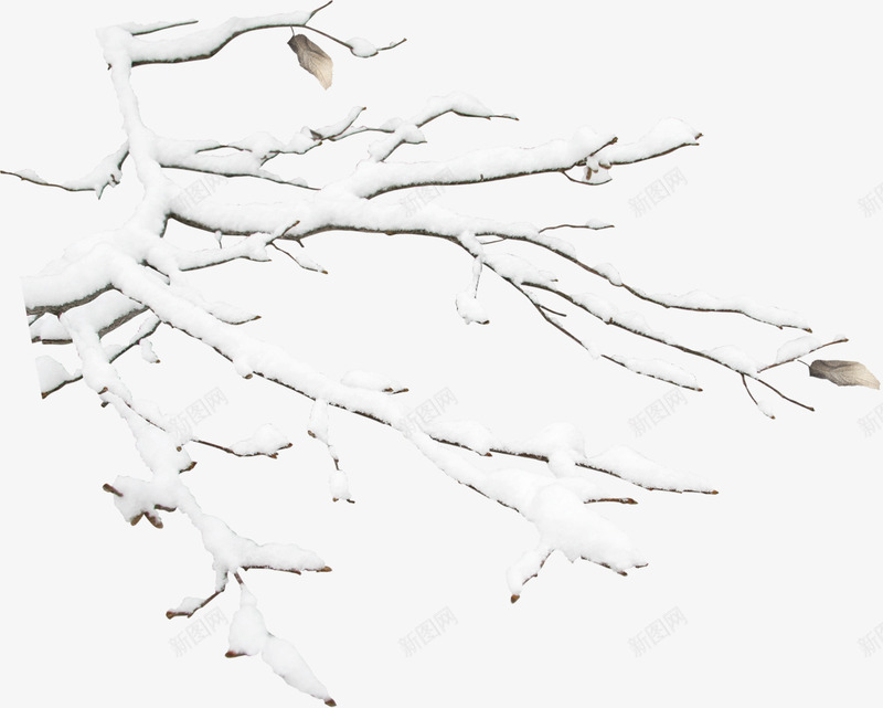 手绘摄影有雪花的树枝png免抠素材_新图网 https://ixintu.com 摄影 树枝 雪花