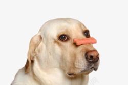 蔬菜狗饼干可爱动物的食物狗嘴巴上的饼干实高清图片