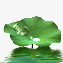 绿青蛙荷叶上的青蛙高清图片