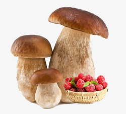 野蘑菇和草莓素材