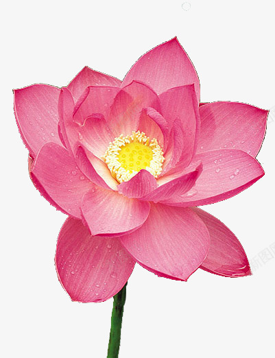 雨后的荷花png免抠素材_新图网 https://ixintu.com 水珠 盛开的花朵 粉色的花 花瓣 花蕾 荷花 莲花