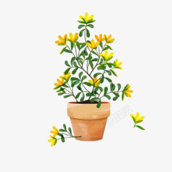 开黄花的盆栽手绘盆栽高清图片