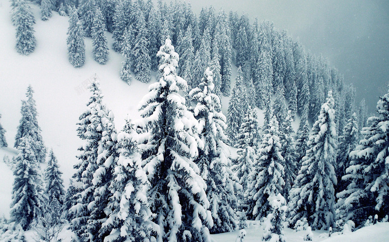 梦幻阴暗雪景树林png免抠素材_新图网 https://ixintu.com 树林 梦幻 阴暗 雪景