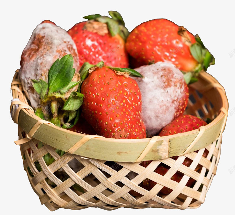 发霉的草莓png免抠素材_新图网 https://ixintu.com 发霉 竹筐 红色 草莓