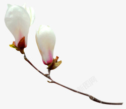 玉兰花白色玉兰花中国风漂浮素材