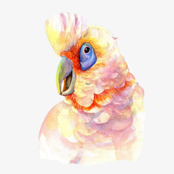 色彩鹦鹉鹦鹉晕染色彩片高清图片