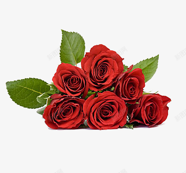 一堆玫瑰花png免抠素材_新图网 https://ixintu.com 叶子 植物 玫瑰 红色