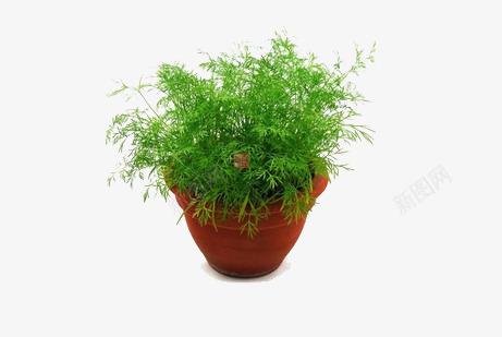 茴香盆栽png免抠素材_新图网 https://ixintu.com 产品实物 茴香 茴香盆栽 食物