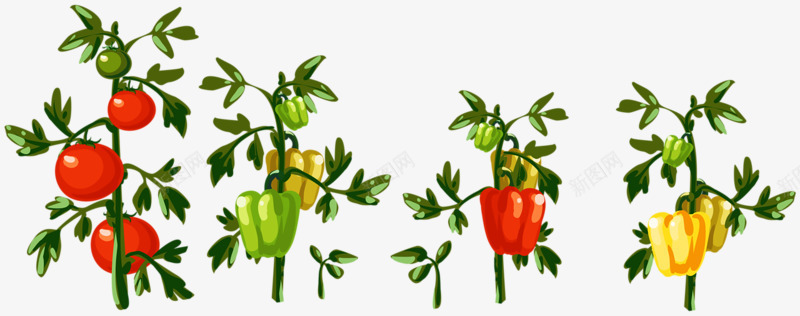 种植的辣椒png免抠素材_新图网 https://ixintu.com 手绘 绿色食品 蔬菜 辣椒 青椒