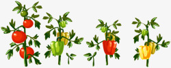 种植辣椒种植的辣椒高清图片