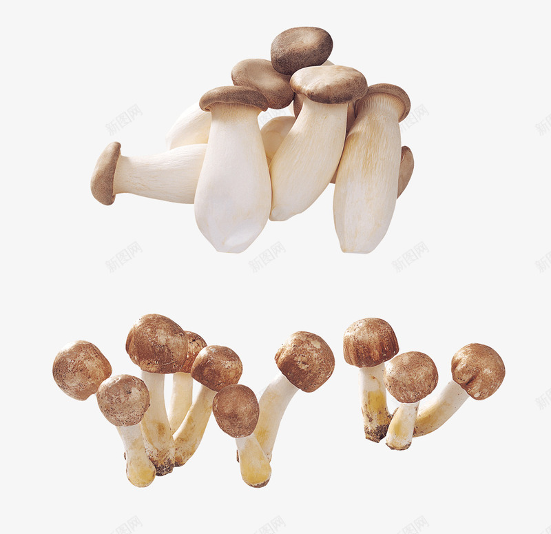 一堆堆的小蘑菇png免抠素材_新图网 https://ixintu.com 白色 美味 菌菇 营养